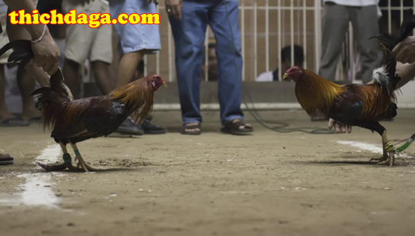 Bật mí những điều thú vị về mạng đá gà trực tuyến s128