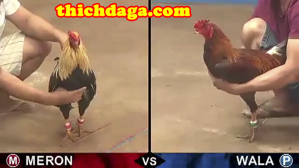 Bí quyết giúp gà đá sở hữu đòn đá chất như nước cất