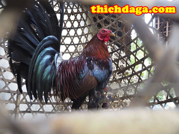 Bí quyết giúp gà đá sở hữu đòn đá chất như nước cất