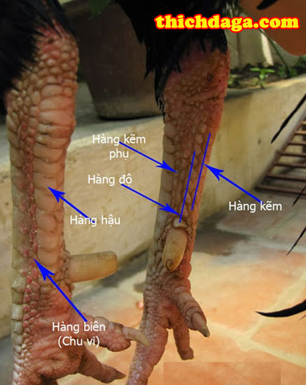 Cách xem hậu độ gà chọi chuẩn không phải ai cũng biết