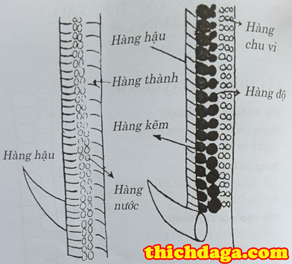 Cách xem hậu độ gà chọi chuẩn không phải ai cũng biết