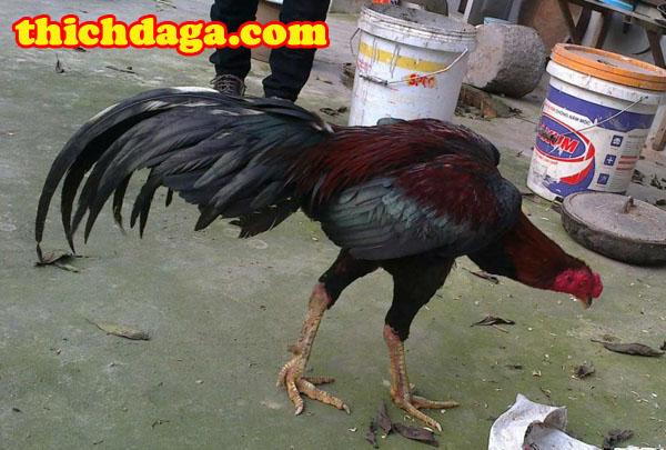 Cách xem hậu độ gà chọi chuẩn không phải ai cũng biết
