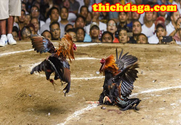 Cảnh báo những nhà cái không uy tín mạng đá gà trực tuyến