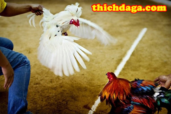 Danh sách những nhà cái đá gà online năm 2019