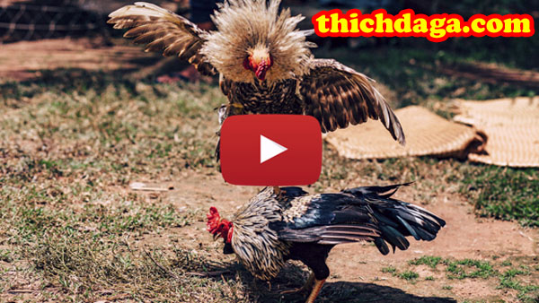 Đấu trường Thomo - Sự mới mẻ trong mạng đá gà trực tuyến