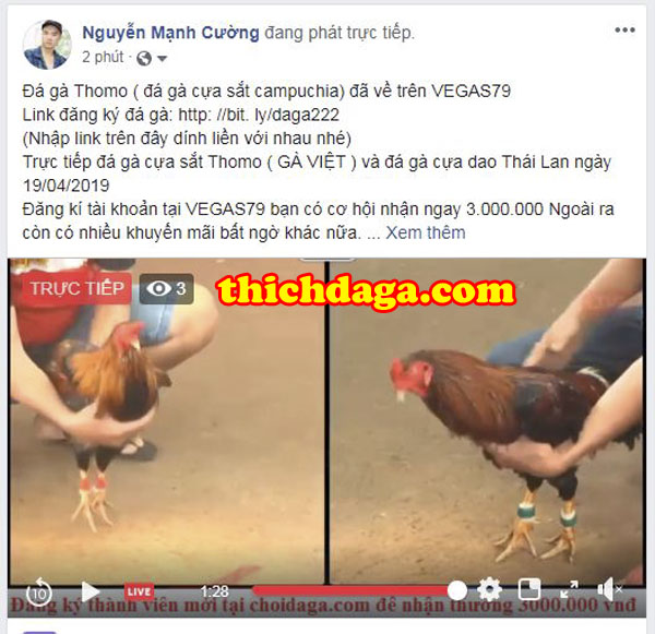Đấu trường Thomo - Sự mới mẻ trong mạng đá gà trực tuyến