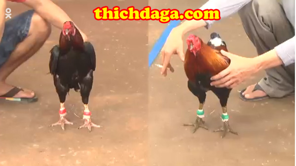 Đấu trường Thomo - Sự mới mẻ trong mạng đá gà trực tuyến