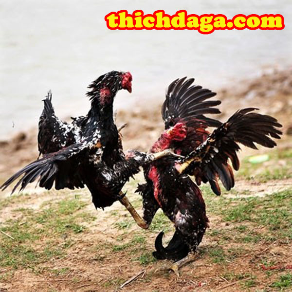 Gà chọi Thổ Hà - Cái tên nói lên tất cả