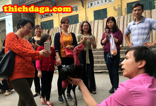 Gà chọi Thổ Hà - Cái tên nói lên tất cả