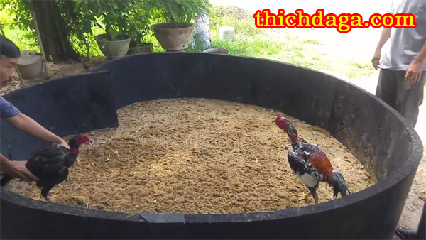 Kê sư Bình Định chia sẻ bí quyết huấn luyện chiến kê
