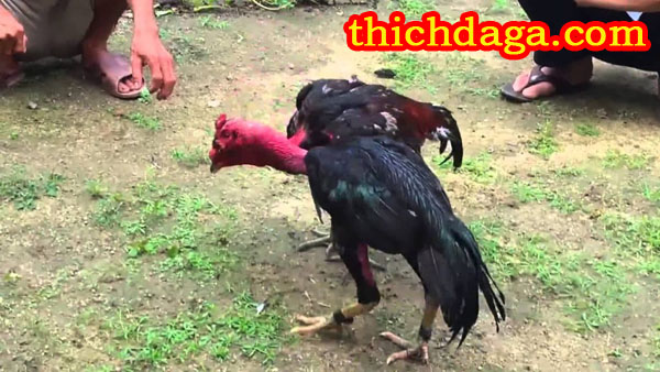 Kê sư Bình Định chia sẻ bí quyết huấn luyện chiến kê
