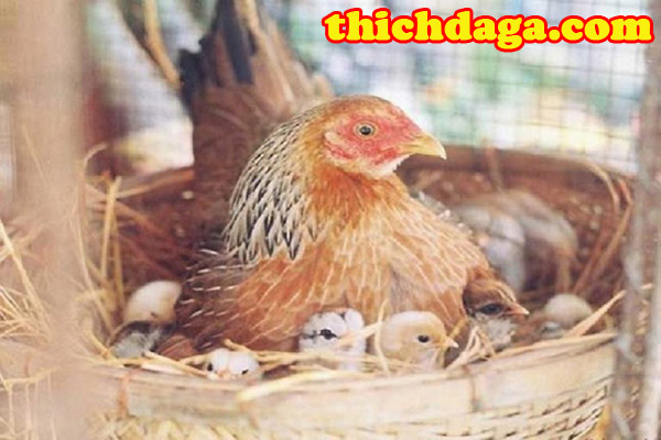 Kĩ thuật tạo giống gà đá tốt không phải ai cũng biết