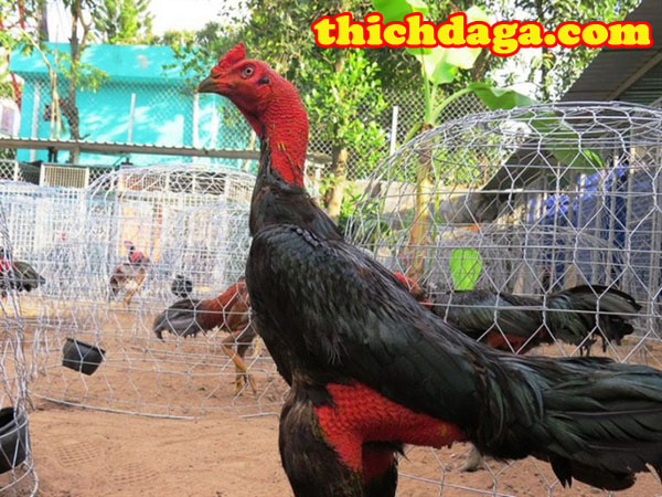 Kĩ thuật tạo giống gà đá tốt không phải ai cũng biết