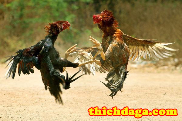 Kĩ thuật tạo giống gà đá tốt không phải ai cũng biết