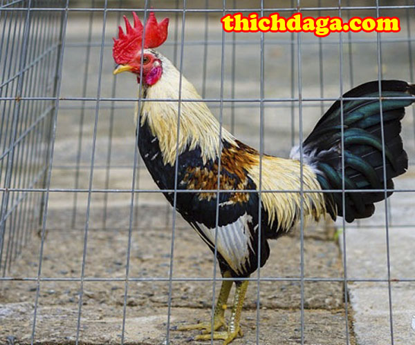 Những đòn đá hiểm hạ đối thủ nhanh trong đấu trường Thomo