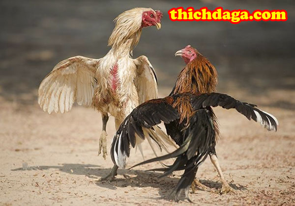 Những đòn đá hiểm hạ đối thủ nhanh trong đấu trường Thomo