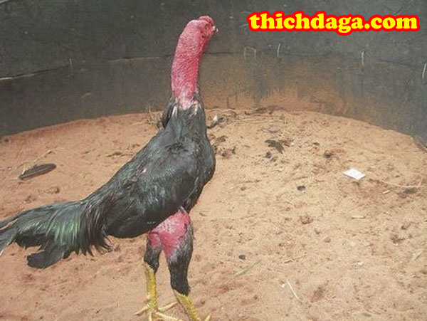 Những đòn đá hiểm hạ đối thủ nhanh trong đấu trường Thomo