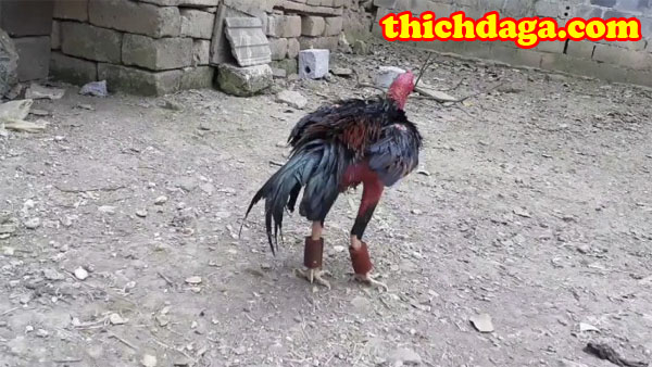 Tập lực gà đá cần phải biết những phương pháp này