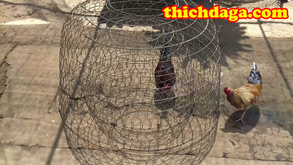 Tập lực gà đá cần phải biết những phương pháp này