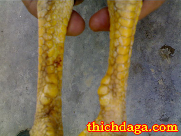 Tuyệt chiêu xem cựa gà đá biết ngay thắng thua