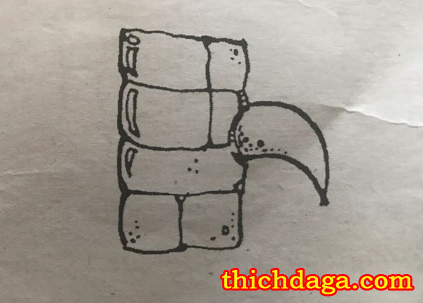 Tuyệt chiêu xem cựa gà đá biết ngay thắng thua