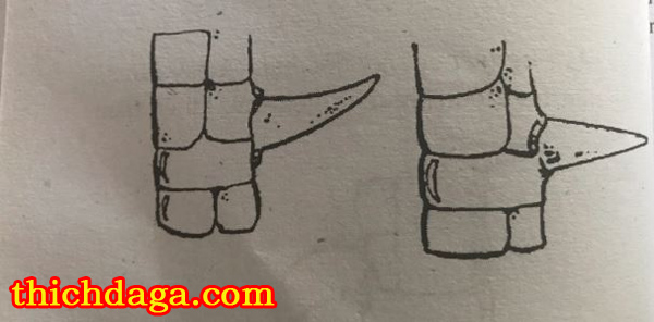 Tuyệt chiêu xem cựa gà đá biết ngay thắng thua