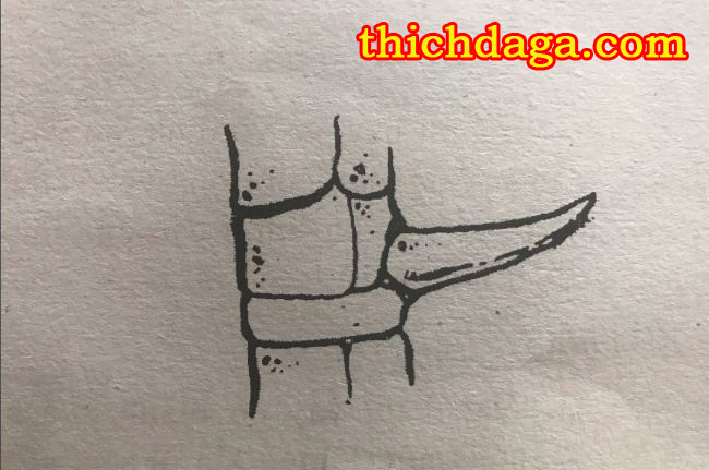 Tuyệt chiêu xem cựa gà đá biết ngay thắng thua