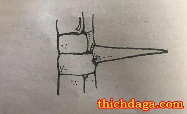 Tuyệt chiêu xem cựa gà đá biết ngay thắng thua