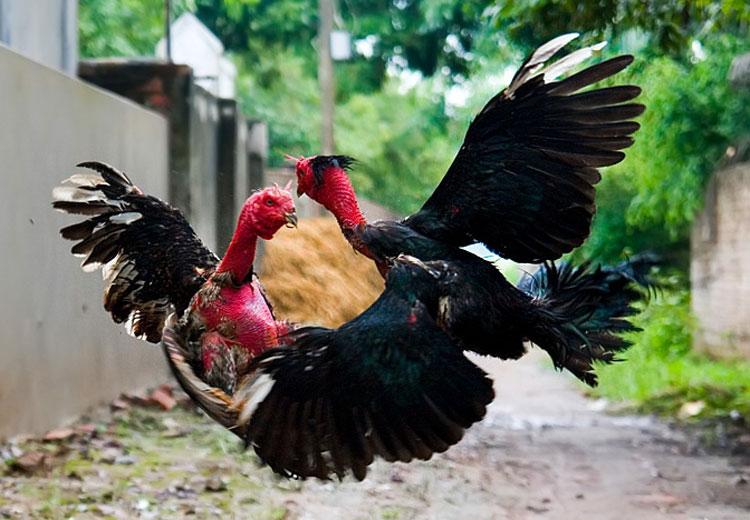 cách huấn luyện trực tiếp đá gà chọi