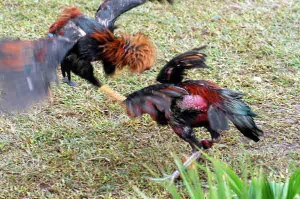 Những đòn đá gà độc đáo