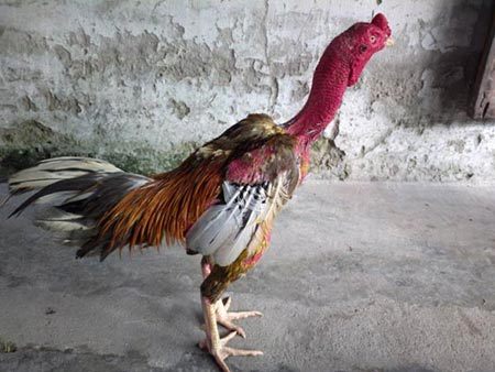 Xám Thần Chiến Kê Mạnh Nhất Lịch Sử