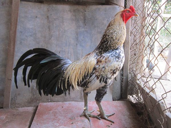 thu về hàng trăm triệu nhờ nuôi gà đá cựa sắt