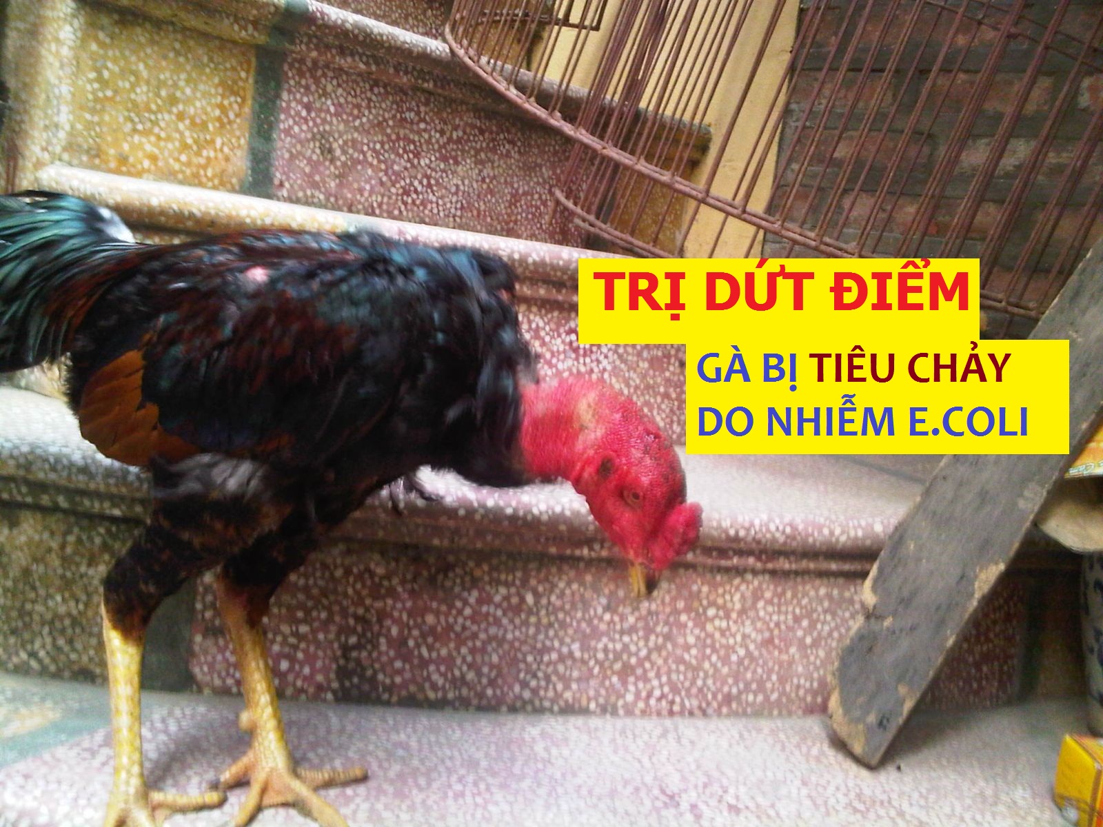 Gà đá bị tiêu chảy