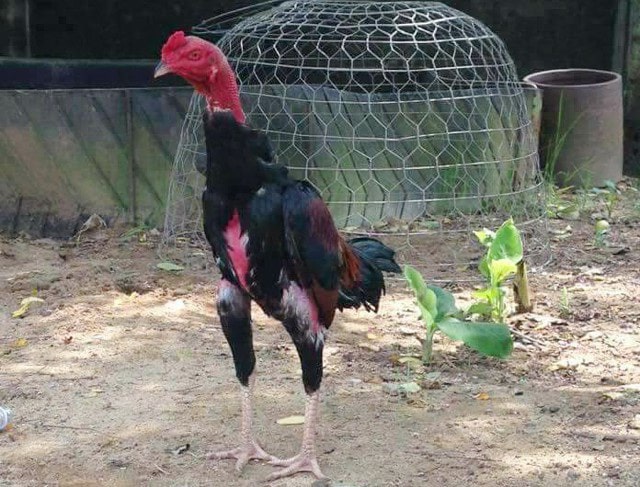 Luyện thể lực gà đá