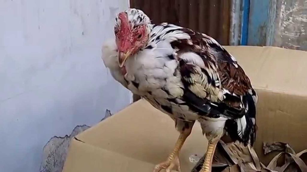 Gà đá bị tiêu chảy
