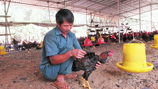 Gà đá uống thuốc quá liều
