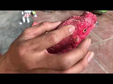 Gà đá bị kén mép