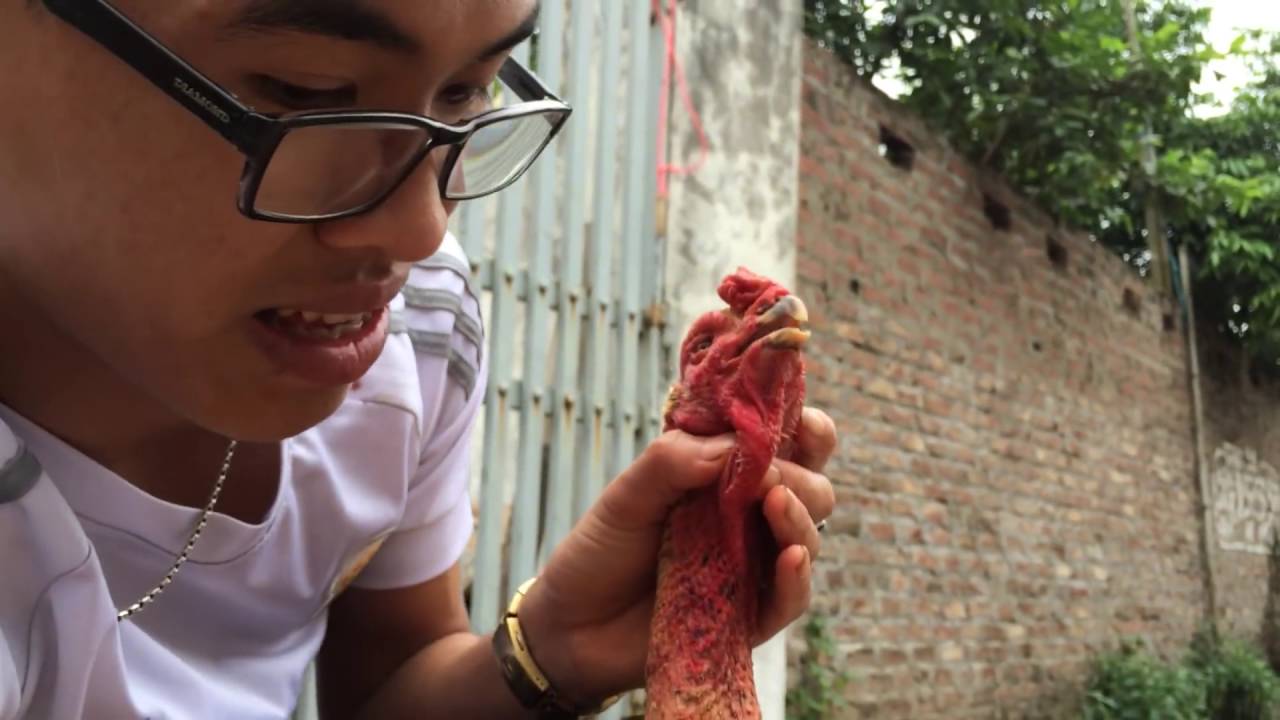 Gà đá bị kén mép