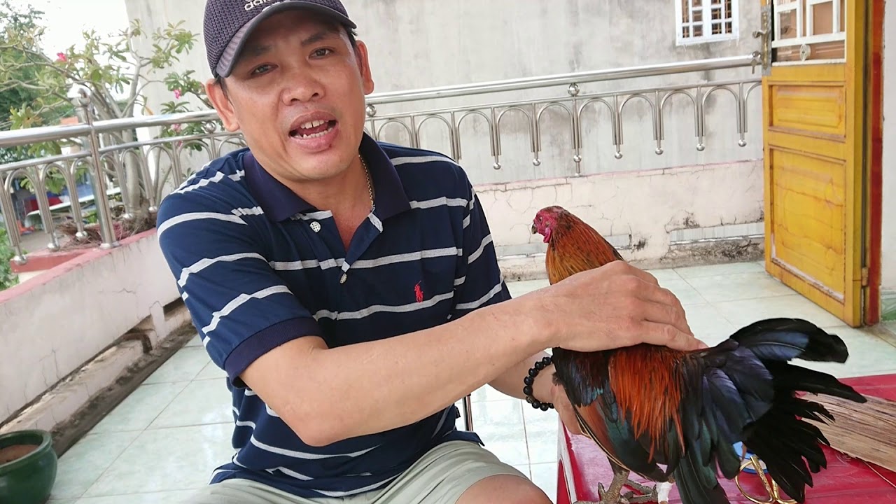 Gà đá nhát người