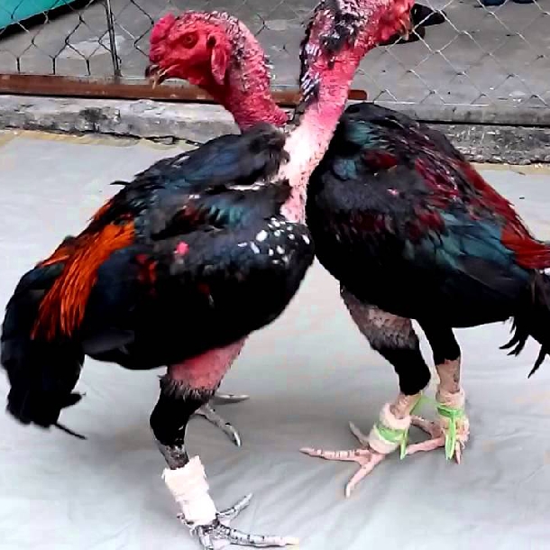 Luyện thể lực gà đá