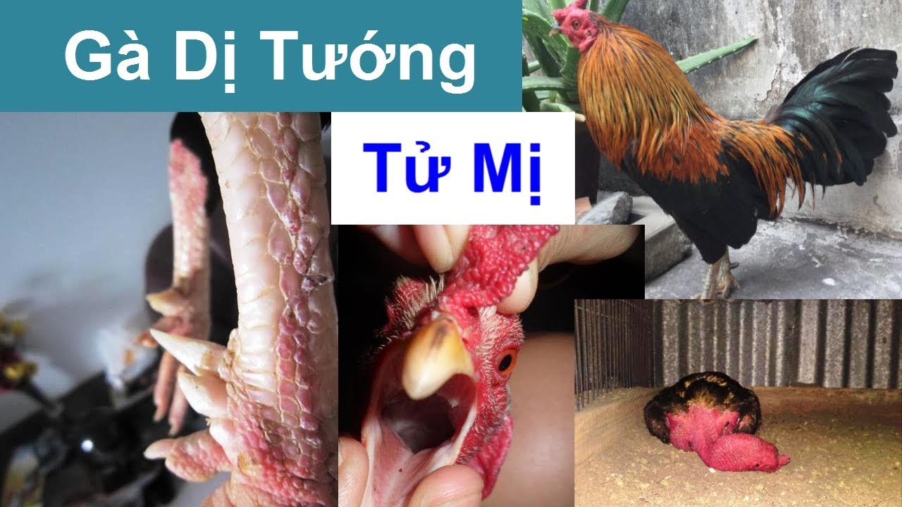 Linh kê dị tướng