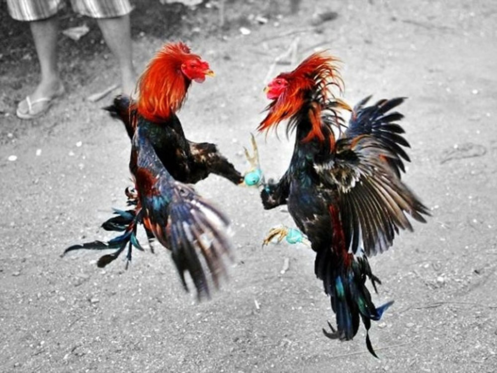 Gà cựa và gà chọi
