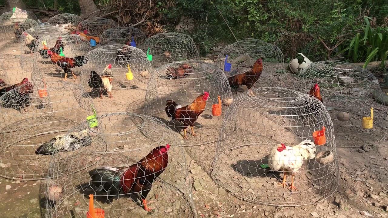 Nuôi gà đá cựa hiệu quả
