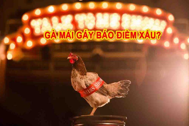 Gà đá mái gáy