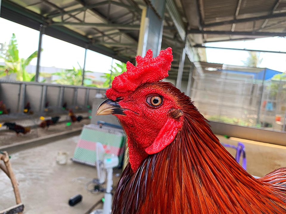 Mắt gà đá cựa