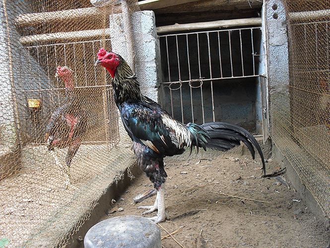 Gà đá uống nước đêm