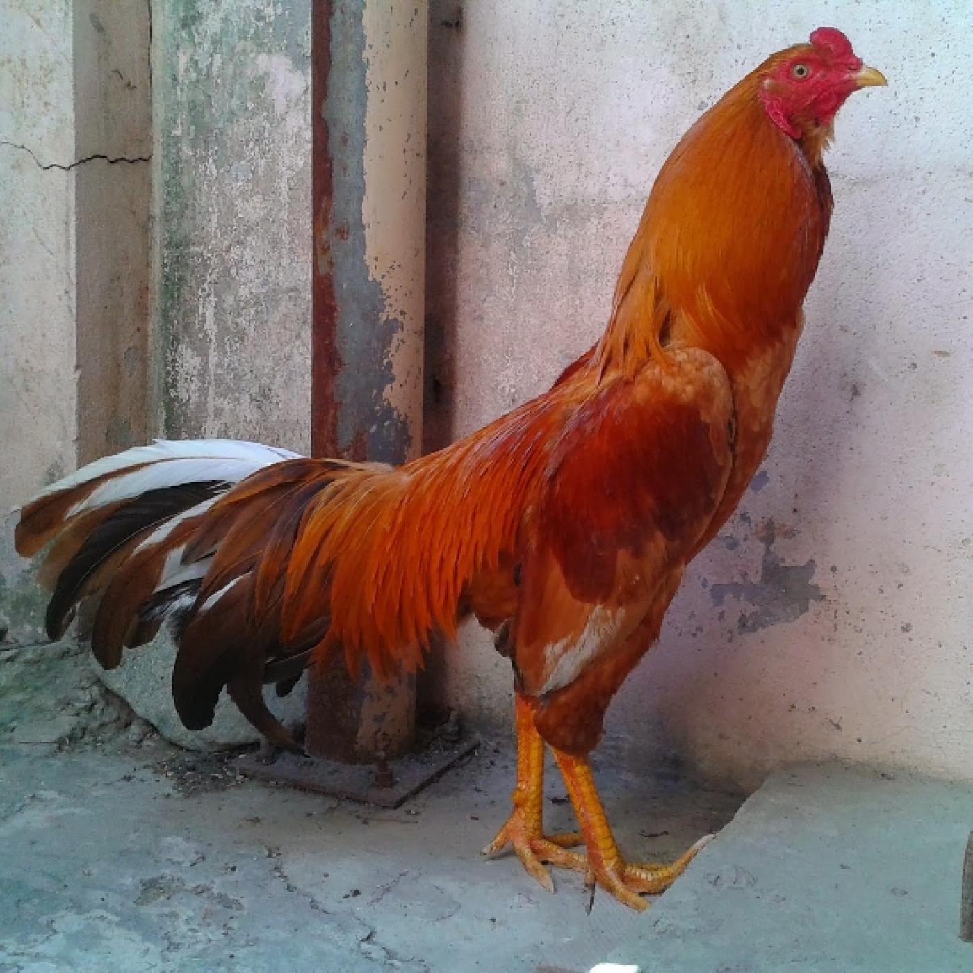 Giống gà đá cựa sắt