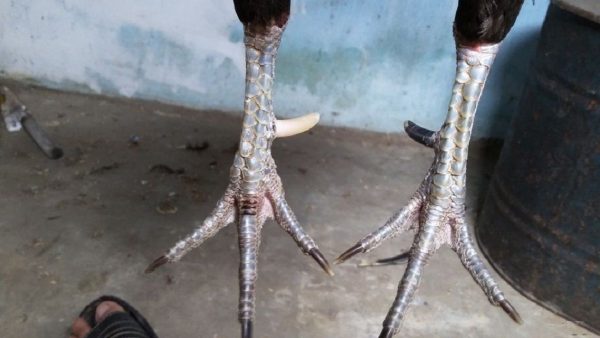 Linh kê dị tướng