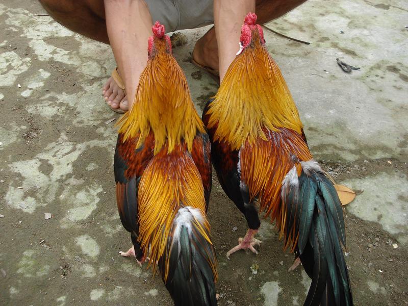 Linh kê dị tướng
