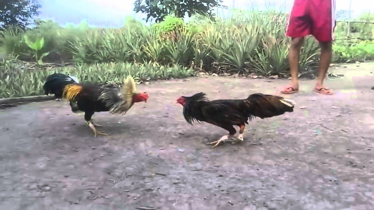 Nuôi gà tre đá cựa